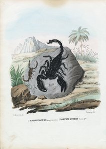 Crustaceans, 1863-79